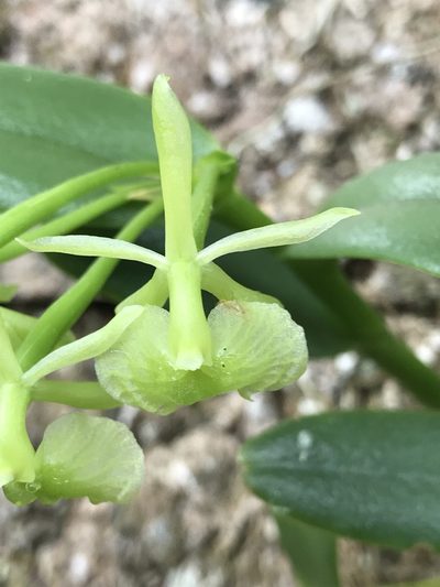 Epidendrum pseudodifforme, photographed by Mario Barroso