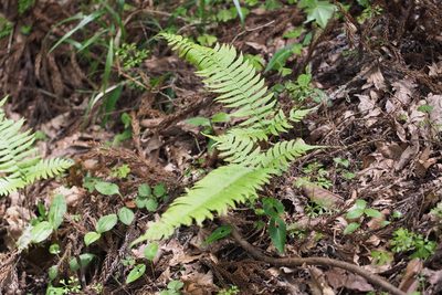Polystichum tripteron, photographed by harum.koh