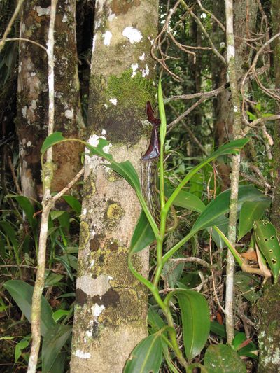Nepenthes fusca, photographed by ml_ls