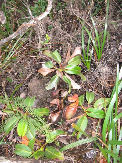 Nepenthes villosa, photographed by ml_ls
