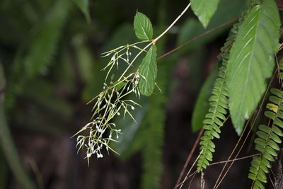 Paraboea swinhoei, photographed by Licheng Shih