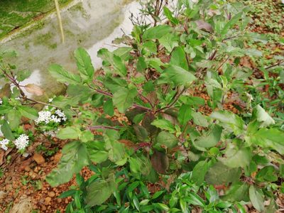 Ocimum tenuiflorum, photographed by Manoj Karingamadathil