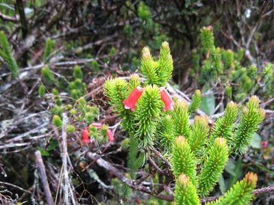 Rhododendron ericoides, photographed by ml_ls