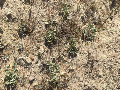 Eriogonum elegans, photographed by Pinnacles National Park