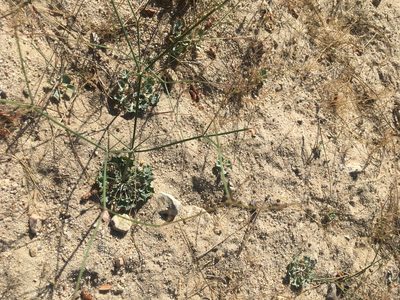 Eriogonum elegans, photographed by Pinnacles National Park