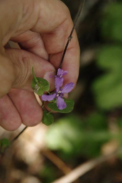 Streptanthus bracteatus, photographed by Eric Knight