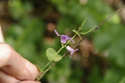 Streptanthus bracteatus, photographed by Eric Knight