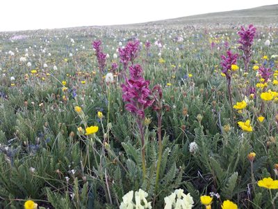 Pedicularis cystopteridifolia, photographed by John Brew