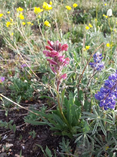 Pedicularis cystopteridifolia, photographed by John Brew