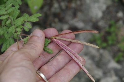 Desmanthus velutinus, photographed by Eric Knight