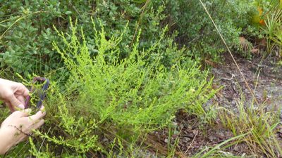 Seymeria pectinata, photographed by Valerie Anderson