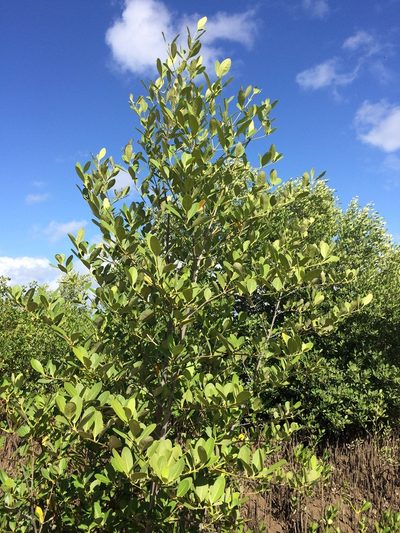 Avicennia schaueriana, photographed by B. Phalan