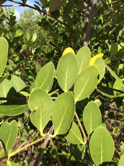 Avicennia schaueriana, photographed by B. Phalan