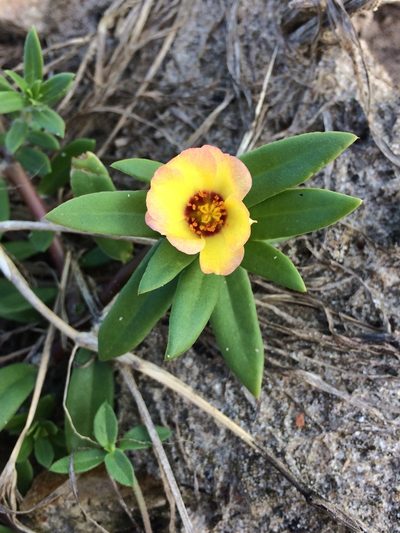 Portulaca mucronata, photographed by B. Phalan