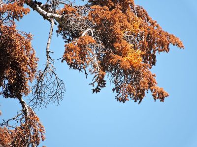 Phoradendron pauciflorum, photographed by cwwood