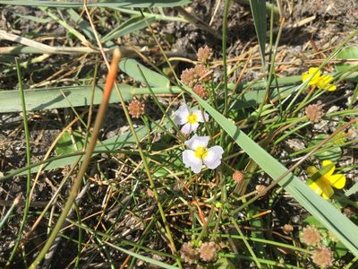 Baldellia ranunculoides, photographed by Dorte Stokholm