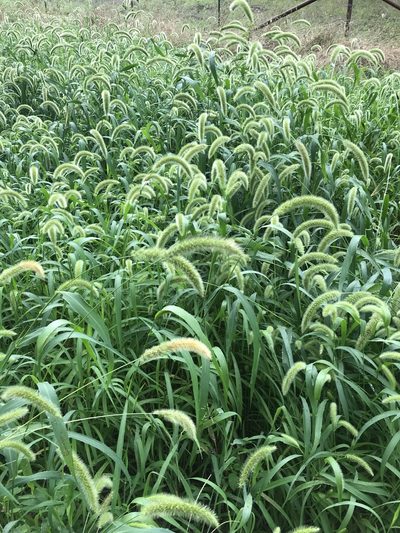 Setaria italica, photographed by lanechaffin