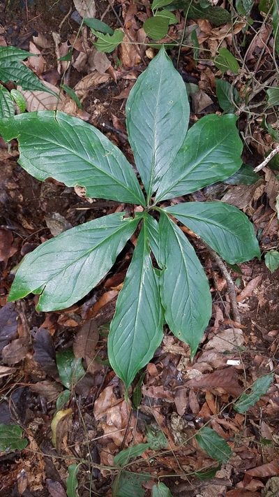 Arisaema macrospathum, photographed by Alan Rockefeller