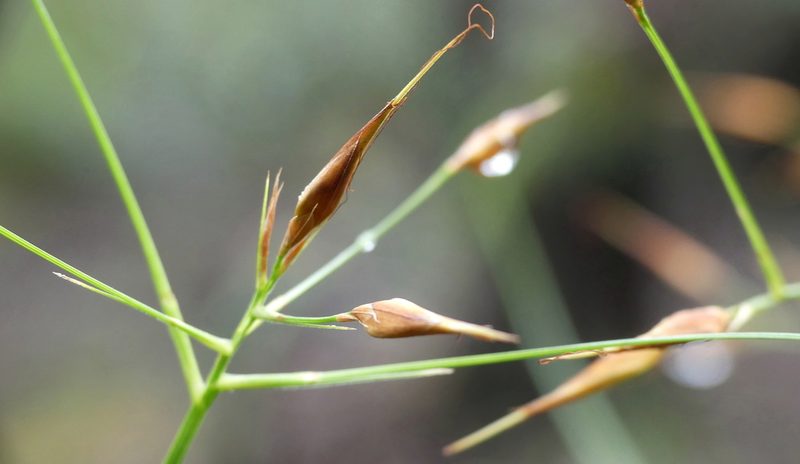 Rhynchospora careyana, photographed by Valerie Anderson