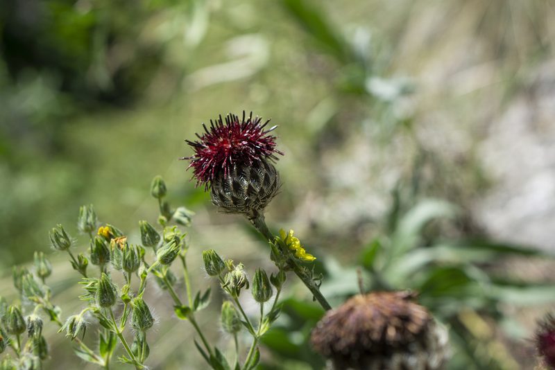 Centaurea calocephala, photographed by Conrad Altmann