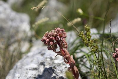Sempervivum marmoreum, photographed by Conrad Altmann
