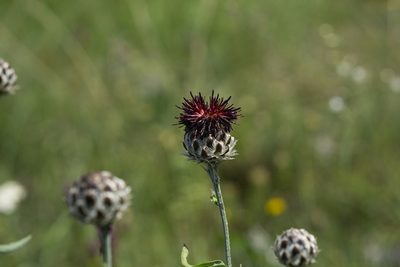 Centaurea calocephala, photographed by Conrad Altmann