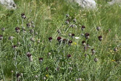 Centaurea calocephala, photographed by Conrad Altmann