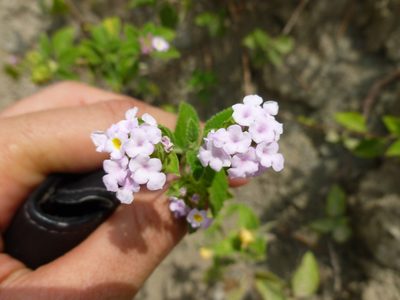 Lantana rugulosa, photographed by Daniel A. Monsalve Ortiz