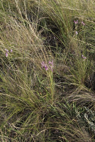 Jurinea multiflora, photographed by Dmitriy Bochkov
