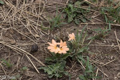 Crossandra subacaulis, photographed by lallen