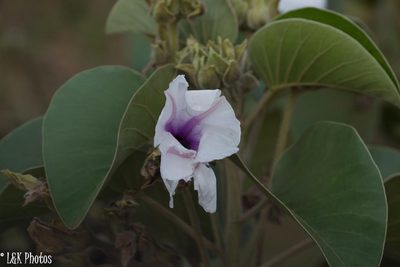 Ipomoea hildebrandtii, photographed by lallen