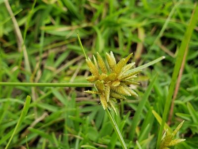Cyperus lanceolatus, photographed by Tyler Bishop