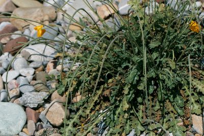 Glaucium fimbrilligerum, photographed by Вячеслав Юсупов