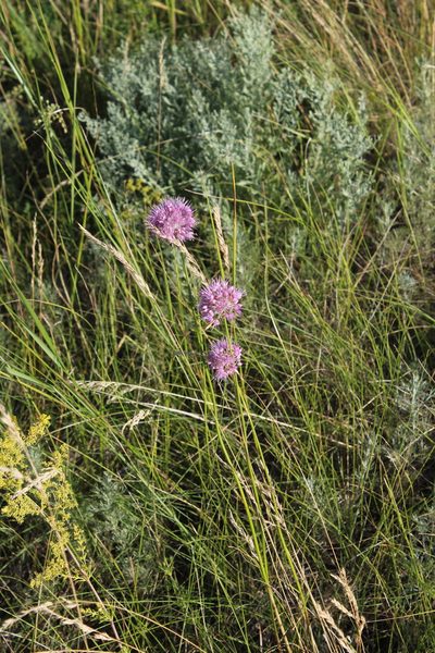 Allium lineare, photographed by Dmitriy Bochkov