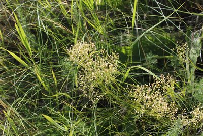Eremogone longifolia, photographed by Dmitriy Bochkov