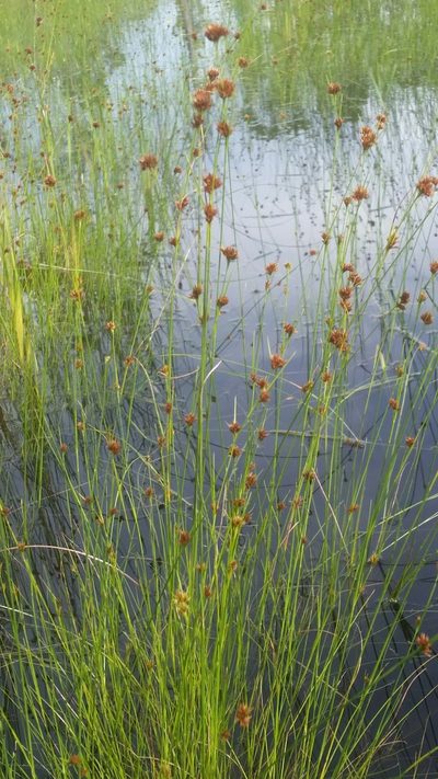 Rhynchospora filifolia, photographed by Jay Horn