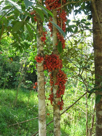 Baccaurea angulata, photographed by ml_ls