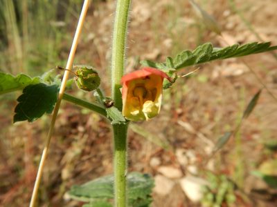 Scrophularia grandiflora, photographed by Duarte Frade