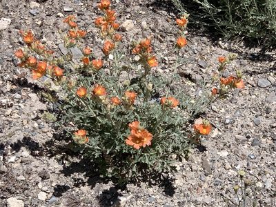 Sphaeralcea grossulariifolia, photographed by CK2AZ