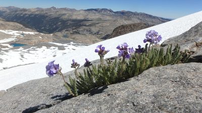 Polemonium eximium, photographed by marek