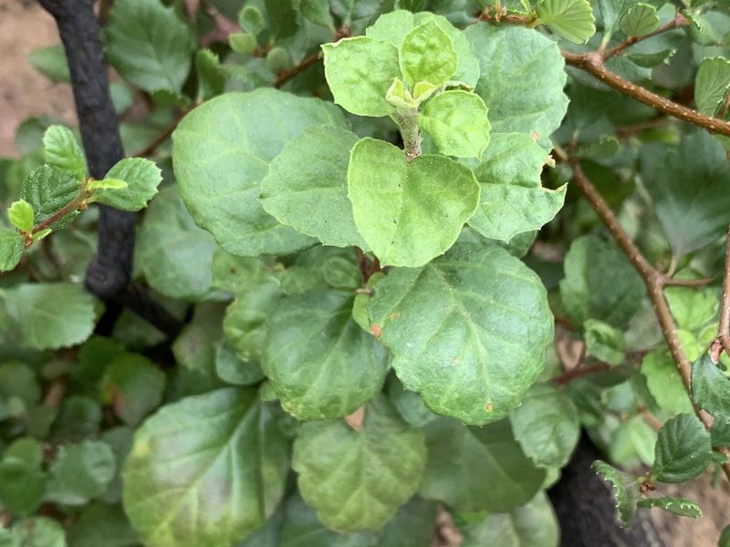 Ribes viburnifolium, photographed by Jim Riley