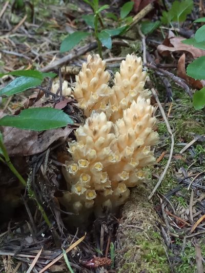 Pleuricospora fimbriolata, photographed by Tom Gulya