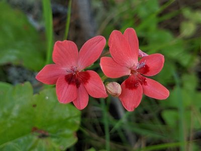 Freesia laxa, photographed by Ken-ichi Ueda