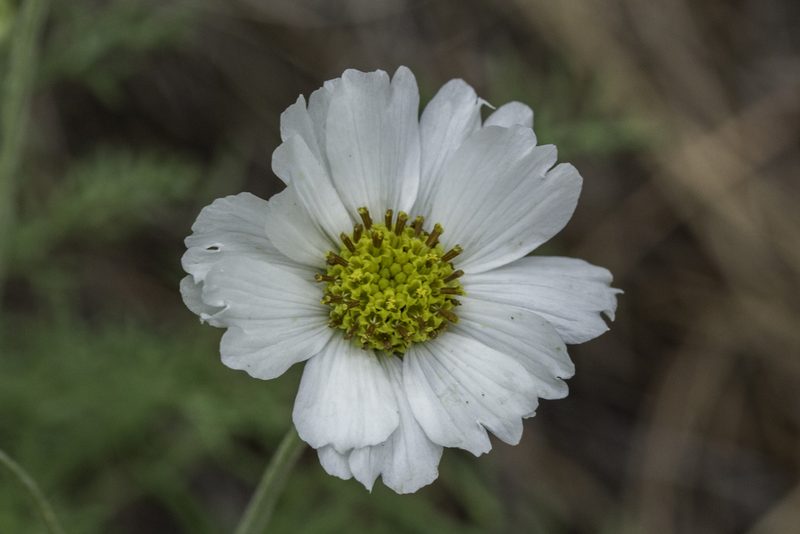 Hymenopappus newberryi, photographed by Craig Martin