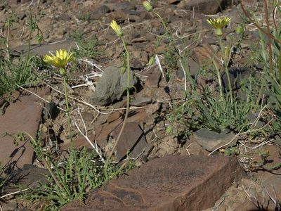 Calycoseris parryi, photographed by Jim Morefield