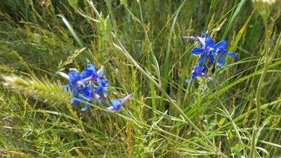 Delphinium geyeri, photographed by Joe D
