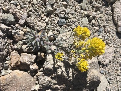 Draba aureola, photographed by marek