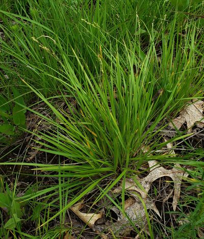 Dichanthelium depauperatum, photographed by aarongunnar