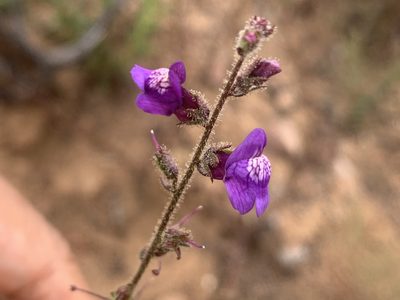 Sairocarpus nuttallianus, photographed by Jim Riley