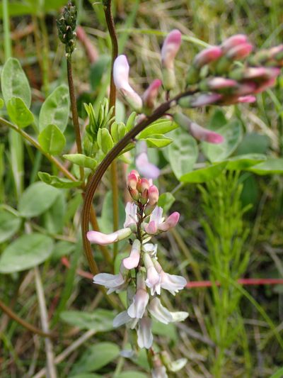 Astragalus robbinsii, photographed by mfeaver